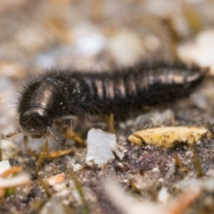 Ecnolagria sp. (genus) at Paddys River, ACT - 5 Nov 2022 01:00 PM