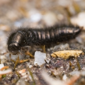 Ecnolagria sp. (genus) at Paddys River, ACT - 5 Nov 2022