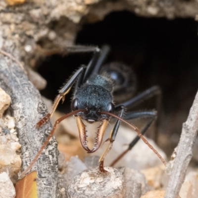 Myrmecia tarsata (Bull ant or Bulldog ant) at Tidbinbilla Nature Reserve - 5 Nov 2022 by patrickcox