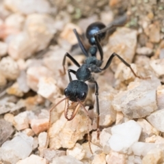 Myrmecia tarsata at Paddys River, ACT - 5 Nov 2022