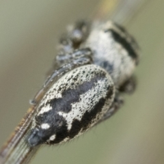 Opisthoncus sp. (genus) (Unidentified Opisthoncus jumping spider) at Tidbinbilla Nature Reserve - 5 Nov 2022 by patrickcox
