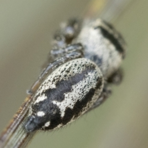 Opisthoncus sp. (genus) at Paddys River, ACT - 5 Nov 2022