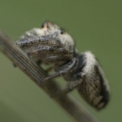 Opisthoncus sp. (genus) at Paddys River, ACT - 5 Nov 2022