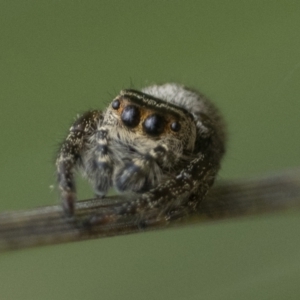 Opisthoncus sp. (genus) at Paddys River, ACT - 5 Nov 2022 01:00 PM