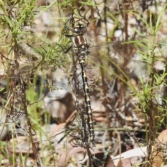 Notoaeschna sagittata (Southern Riffle Darner) at Coree, ACT - 3 Nov 2022 by JohnBundock