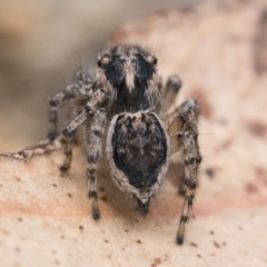 Maratus plumosus (Plumed Peacock Spider) at Paddys River, ACT - 5 Nov 2022 by patrickcox