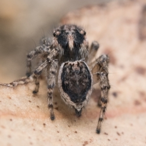 Maratus plumosus at Paddys River, ACT - 5 Nov 2022 01:00 PM