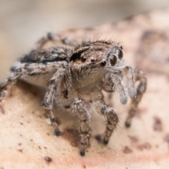 Maratus plumosus at Paddys River, ACT - 5 Nov 2022 01:00 PM