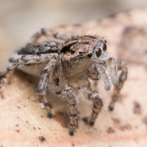 Maratus plumosus at Paddys River, ACT - 5 Nov 2022 01:00 PM