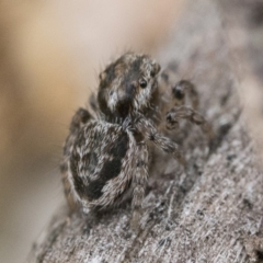 Maratus plumosus at Paddys River, ACT - 5 Nov 2022