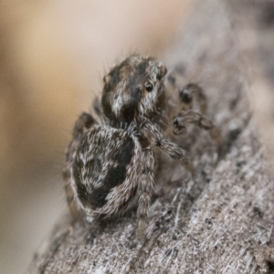 Maratus plumosus at Paddys River, ACT - 5 Nov 2022