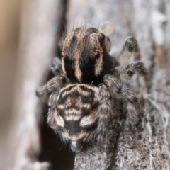 Maratus plumosus at Paddys River, ACT - 5 Nov 2022 01:00 PM