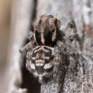 Maratus plumosus at Paddys River, ACT - 5 Nov 2022