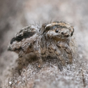 Maratus plumosus at Paddys River, ACT - 5 Nov 2022 01:00 PM