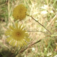Podolepis jaceoides (Showy Copper-wire Daisy) at Thirlmere, NSW - 1 Nov 2022 by GlossyGal