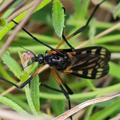 Gynoplistia (Gynoplistia) bella (A crane fly) at Isaacs Ridge - 5 Nov 2022 by Mike