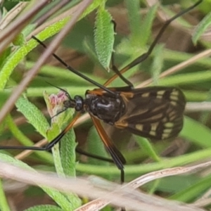 Gynoplistia (Gynoplistia) bella at Jerrabomberra, ACT - 5 Nov 2022