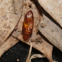 Dasygaster padockina (Tasmanian Cutworm) at McKellar, ACT - 24 Oct 2022 by Birdy