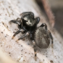 Unidentified Jumping & peacock spider (Salticidae) (TBC) at Paddys River, ACT - 5 Nov 2022 by patrickcox