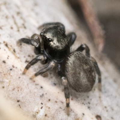 Unidentified Spider (Araneae) at Kambah, ACT - 5 Nov 2022 by patrickcox