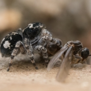 Servaea villosa at Paddys River, ACT - 5 Nov 2022