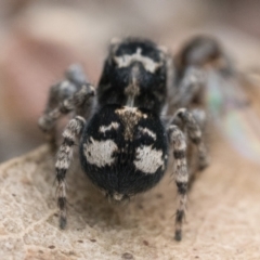 Servaea villosa at Paddys River, ACT - 5 Nov 2022 01:00 PM