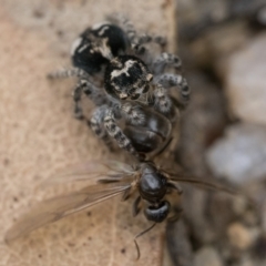 Servaea villosa at Paddys River, ACT - 5 Nov 2022 01:00 PM