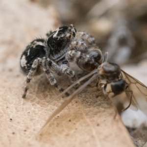 Servaea villosa at Paddys River, ACT - 5 Nov 2022 01:00 PM