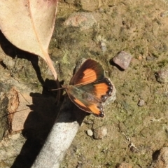 Paralucia aurifera (Bright Copper) at Thirlmere, NSW - 1 Nov 2022 by GlossyGal