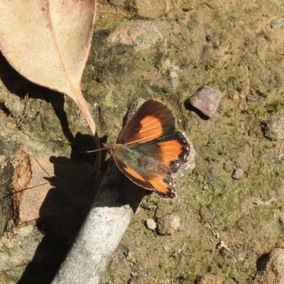 Paralucia aurifera (Bright Copper) at Thirlmere, NSW - 1 Nov 2022 by GlossyGal