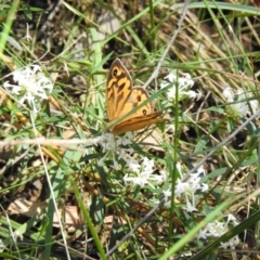 Heteronympha merope at Thirlmere, NSW - 2 Nov 2022