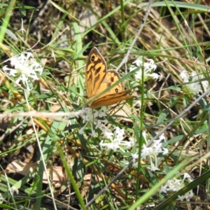 Heteronympha merope at Thirlmere, NSW - 2 Nov 2022