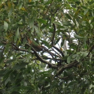 Rhipidura rufifrons at Fyshwick, ACT - 5 Nov 2022 01:57 PM