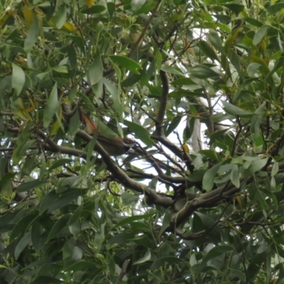 Rhipidura rufifrons (Rufous Fantail) at Fyshwick, ACT - 5 Nov 2022 by TomW