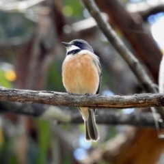 Pachycephala rufiventris (Rufous Whistler) at Thirlmere, NSW - 2 Nov 2022 by GlossyGal