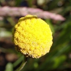 Craspedia variabilis (Common Billy Buttons) at Murrumbateman, NSW - 4 Nov 2022 by SimoneC