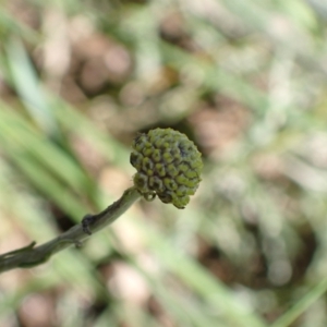 Craspedia variabilis at Murrumbateman, NSW - 4 Nov 2022