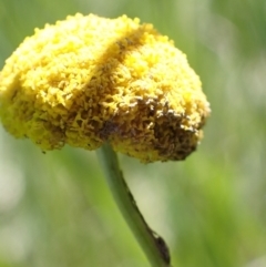 Craspedia variabilis at Murrumbateman, NSW - 4 Nov 2022