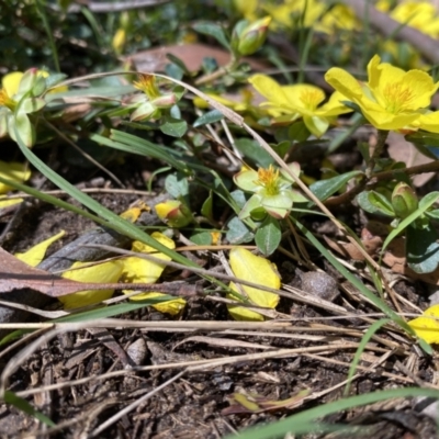 Hibbertia diffusa (Wedge Guinea Flower) at Wollondilly Local Government Area - 1 Nov 2022 by GlossyGal
