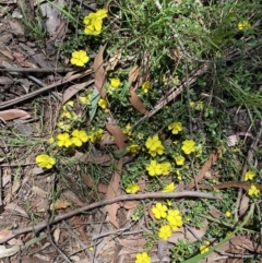 Hibbertia diffusa at Thirlmere, NSW - 2 Nov 2022 10:23 AM