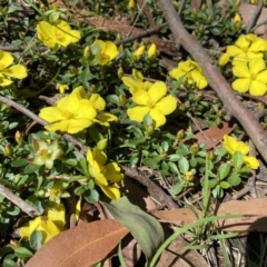 Hibbertia diffusa at Thirlmere, NSW - 2 Nov 2022