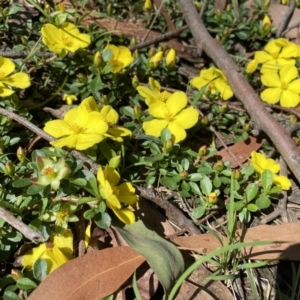 Hibbertia diffusa at Thirlmere, NSW - 2 Nov 2022 10:23 AM