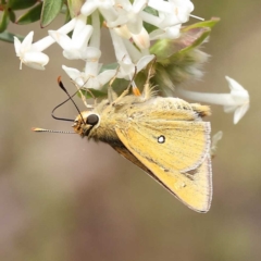 Trapezites luteus (Yellow Ochre, Rare White-spot Skipper) at Dryandra St Woodland - 5 Nov 2022 by ConBoekel