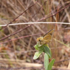 Trapezites luteus at O'Connor, ACT - 5 Nov 2022