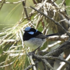 Malurus cyaneus (Superb Fairywren) at Thirlmere, NSW - 2 Nov 2022 by GlossyGal