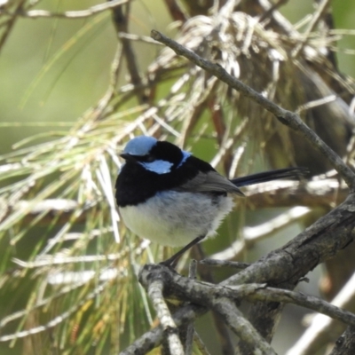 Malurus cyaneus (Superb Fairywren) at Thirlmere, NSW - 1 Nov 2022 by GlossyGal