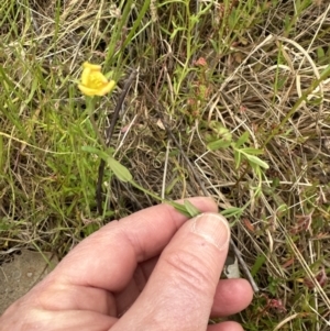 Hypericum japonicum at Aranda, ACT - 5 Nov 2022 05:58 PM