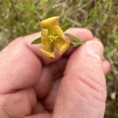 Hypericum japonicum at Aranda, ACT - 5 Nov 2022