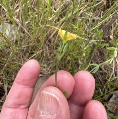 Hypericum japonicum at Aranda, ACT - 5 Nov 2022 05:58 PM