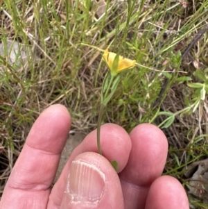 Hypericum japonicum at Aranda, ACT - 5 Nov 2022